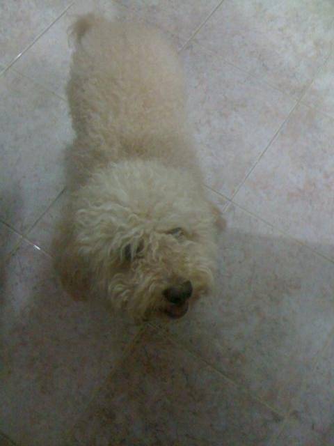 cooky (croisé caniche-bichon) - Caniche