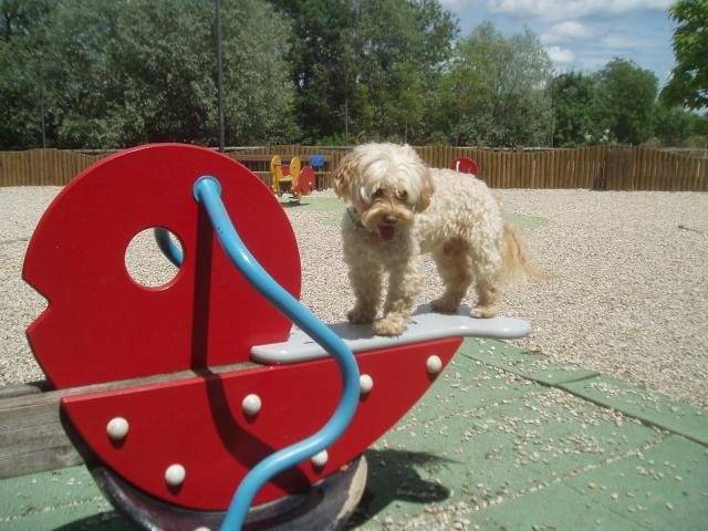 canicheXyork Velcro - Caniche