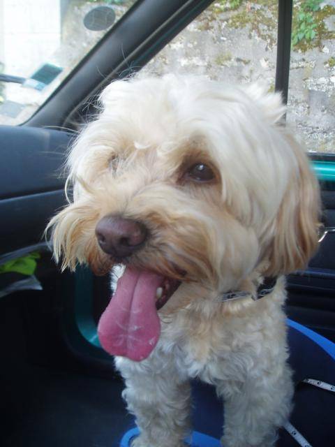 canicheXyork Velcro - Caniche
