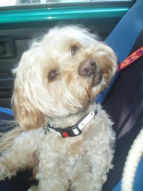 canicheXyork Velcro - Caniche