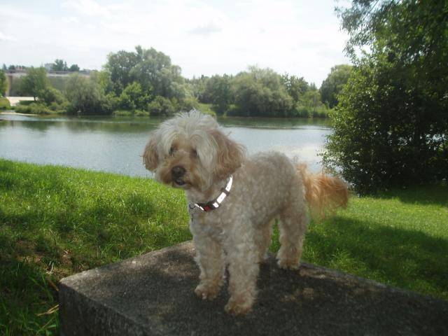 canicheXyork Velcro - Caniche