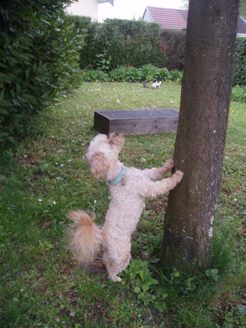 canicheXyork Velcro - Caniche