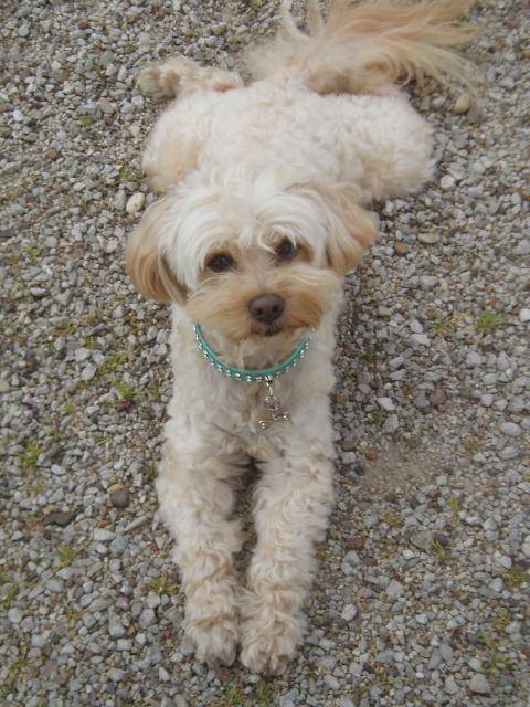 canicheXyork Velcro - Caniche