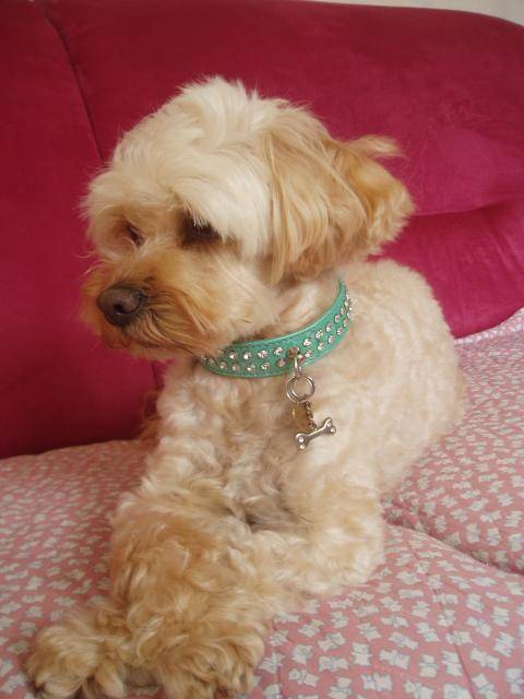canicheXyork Velcro - Caniche