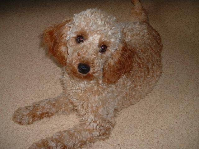 Gaufrette caniche nain - Caniche