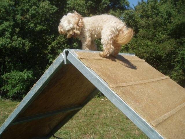 canicheXyork Velcro - Caniche