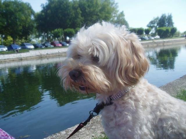 canicheXyork Velcro - Caniche