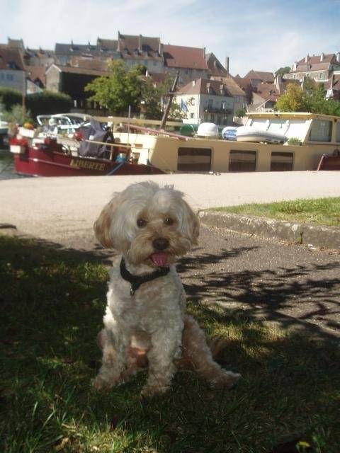 canicheXyork Velcro - Caniche