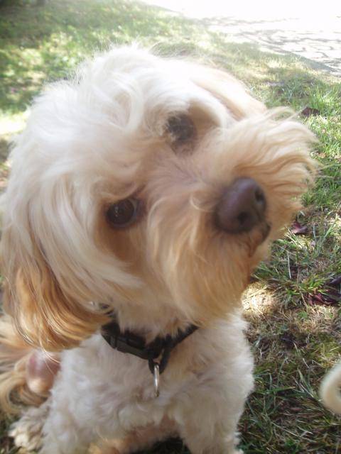 canicheXyork Velcro - Caniche