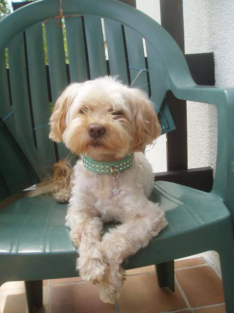 canicheXyork Velcro - Caniche