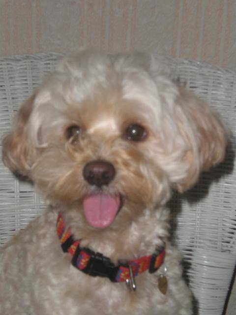 canicheXyork Velcro - Caniche