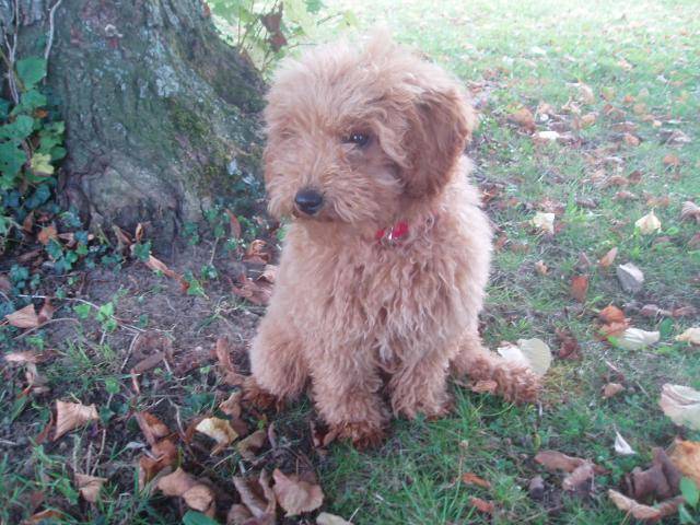 Gringo caniche nain - Caniche