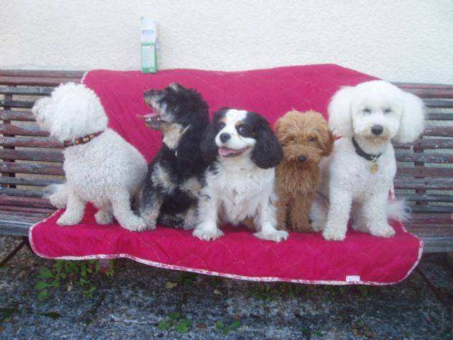 Gringo caniche nain - Caniche