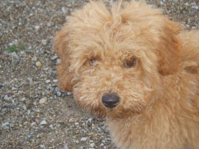 Gringo caniche nain - Caniche