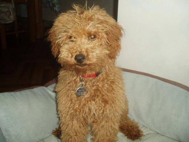 Gringo caniche nain - Caniche