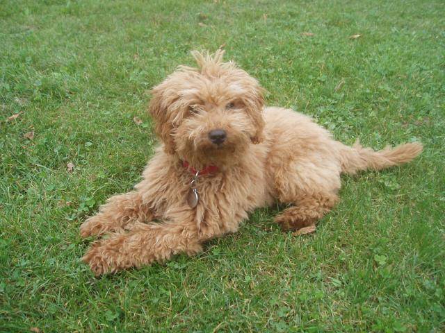 Gringo caniche nain - Caniche