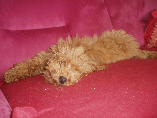 Gringo caniche nain - Caniche