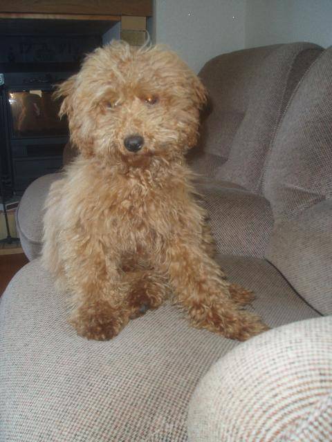Gringo caniche nain - Caniche
