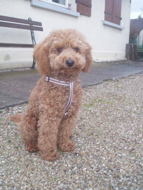 Gringo caniche nain - Caniche