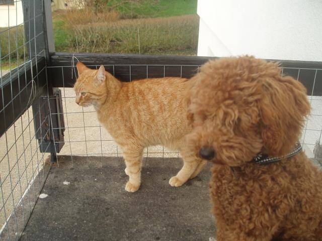 Gringo caniche nain et Brice le chat - Caniche