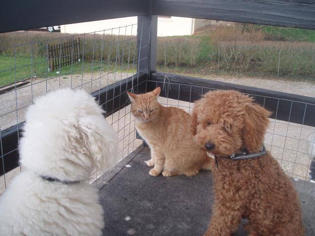 Gringo caniche nain et Brice le chat - Caniche
