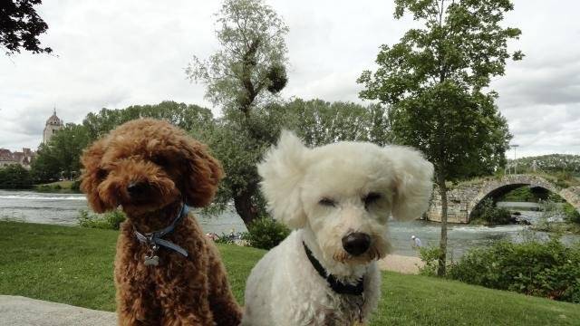 Gringo caniche nain et Volfy bichon croisé - Caniche