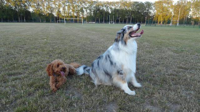 Gringo caniche et Funny berger australie - Caniche