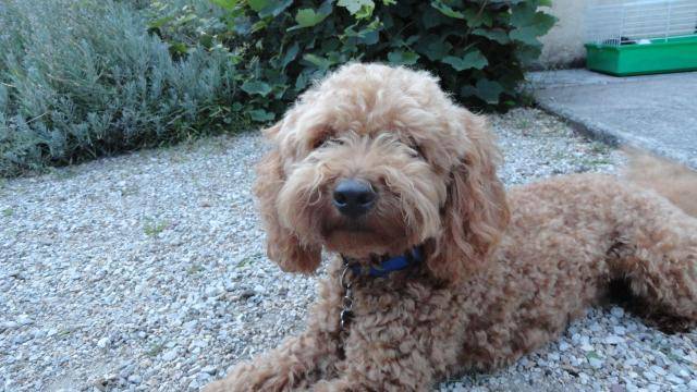 Gringo caniche - Caniche