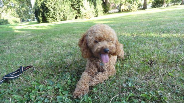 gringo caniche - Caniche