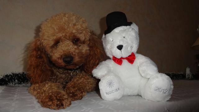 Gringo caniche - Caniche