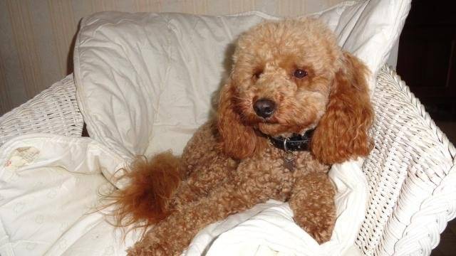 Gringo caniche - Caniche