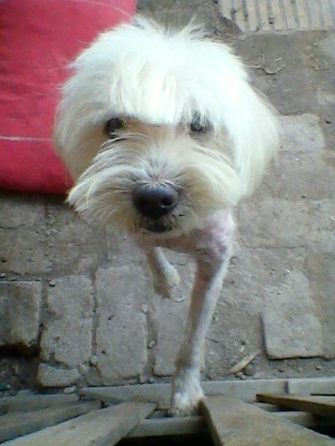 peluzza - Caniche (6 ans)
