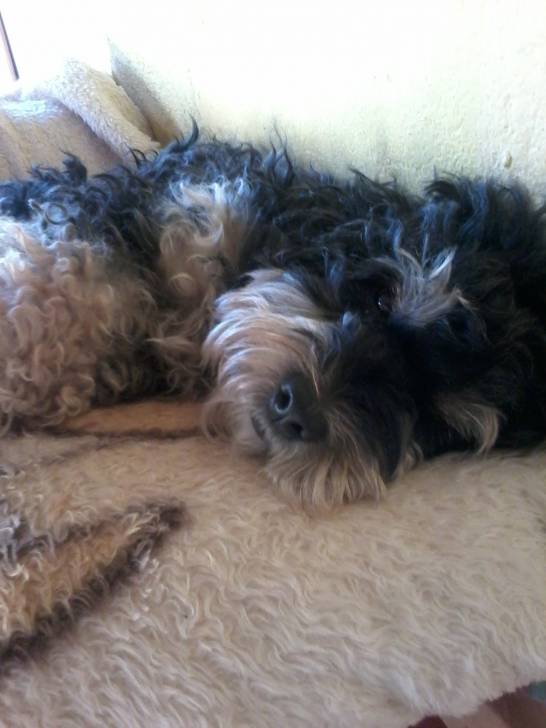 sacha - Caniche (8 ans)
