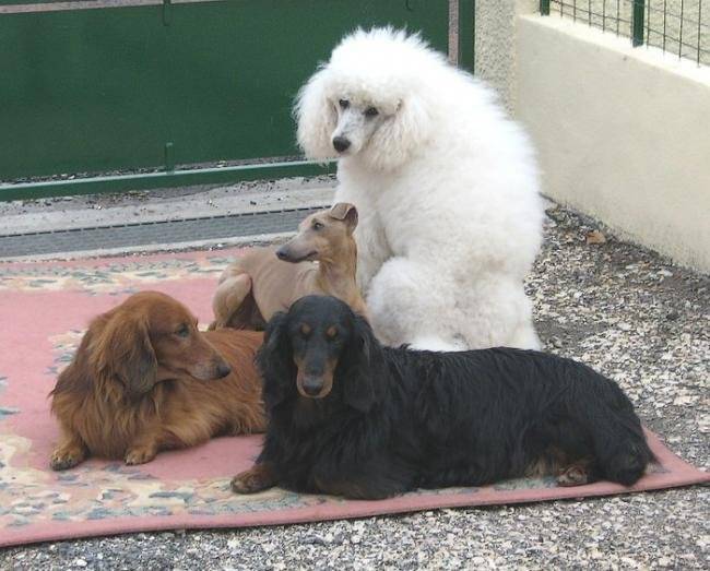 CHIB Tabor de Camenégre et sa bande ! - Caniche