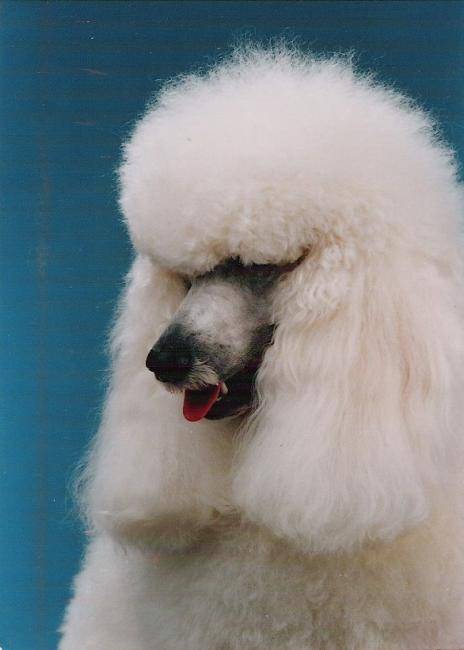 Ami'pierrot du pampre-lune - Grand caniche - Caniche