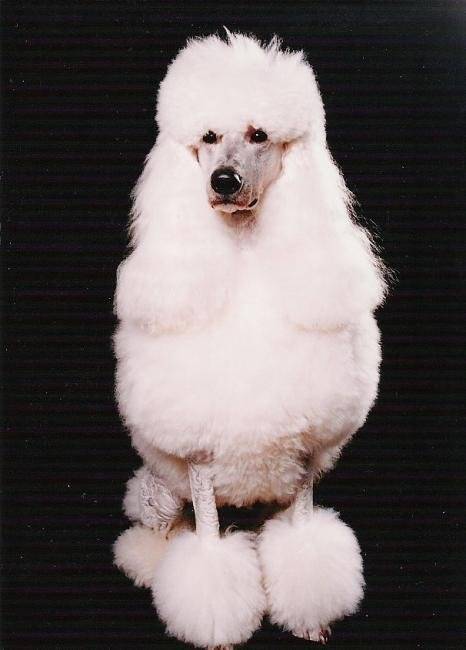 Elégant marquis de l'orée de correze grand caniche - Caniche