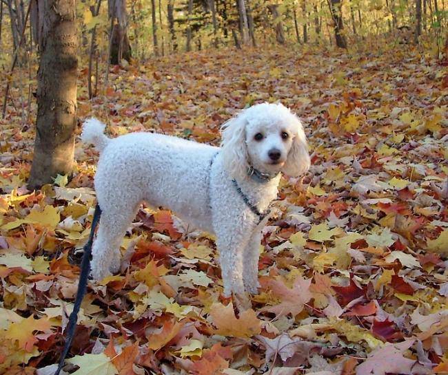 Besner en forêt - photo caniche - Caniche