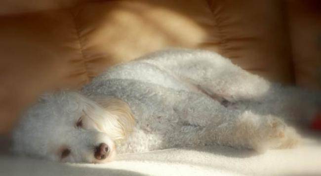 Jolie photo de Besner au repos - Caniche