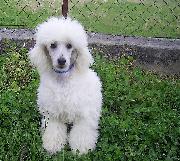 Dandy Boy de la Brissotière - Caniche