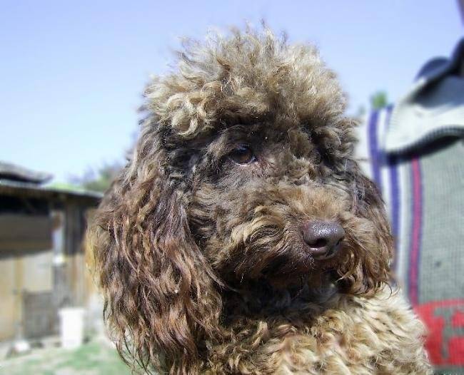 Adella de la Brissotière - Caniche