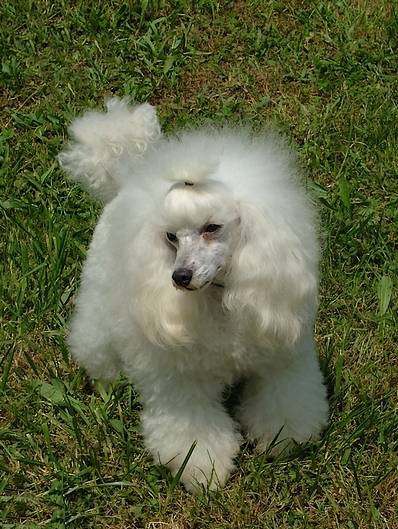 Chamallow Blanc de la Brissotière - Caniche