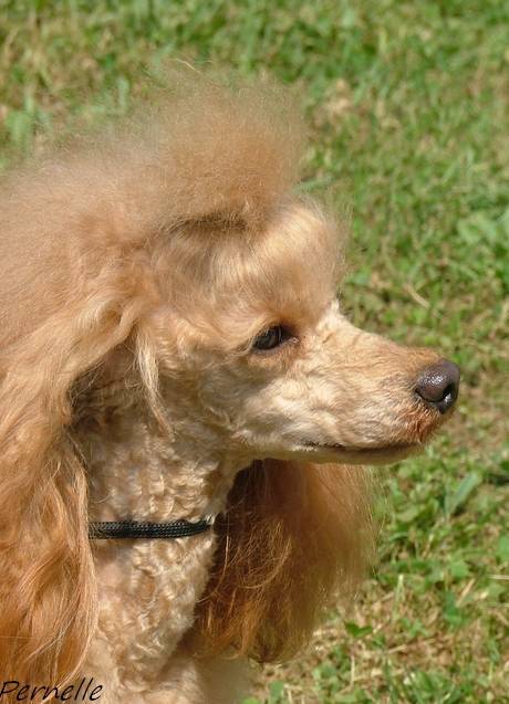 Champion de la Brissotière - Caniche