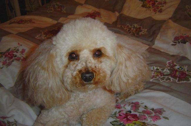 Sally, chienne caniche - Caniche