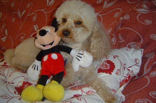 Sally et Mickey ! - Caniche