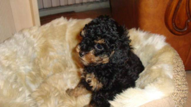Spoky caniche toy bébé - Caniche