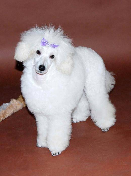 Chiot Caniche nain blanc : Gainsbourg - Caniche