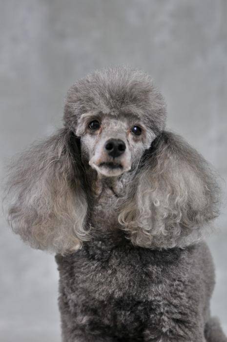Caniche moyen gris, Kévin - Caniche