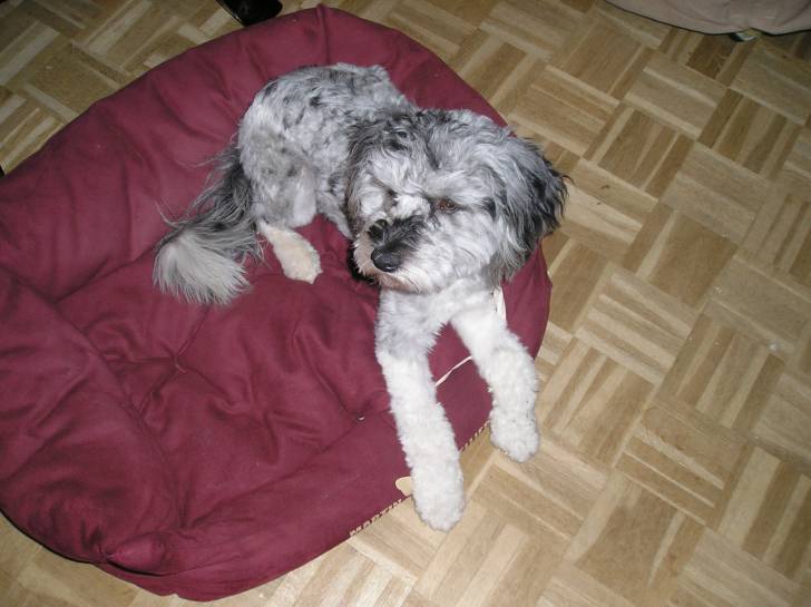 Snoopy - Caniche Mâle (2 ans)