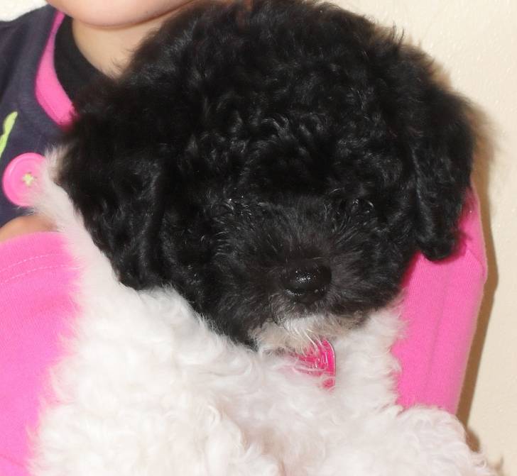 Lucy - Caniche (9 mois)