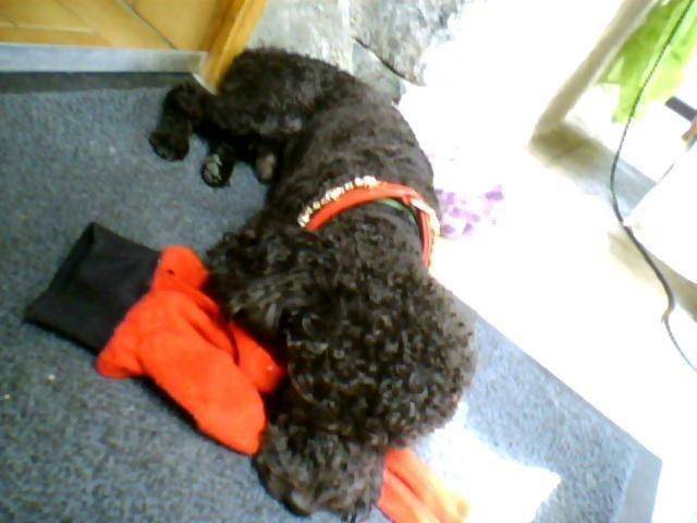ciam - Caniche Mâle (1 mois)